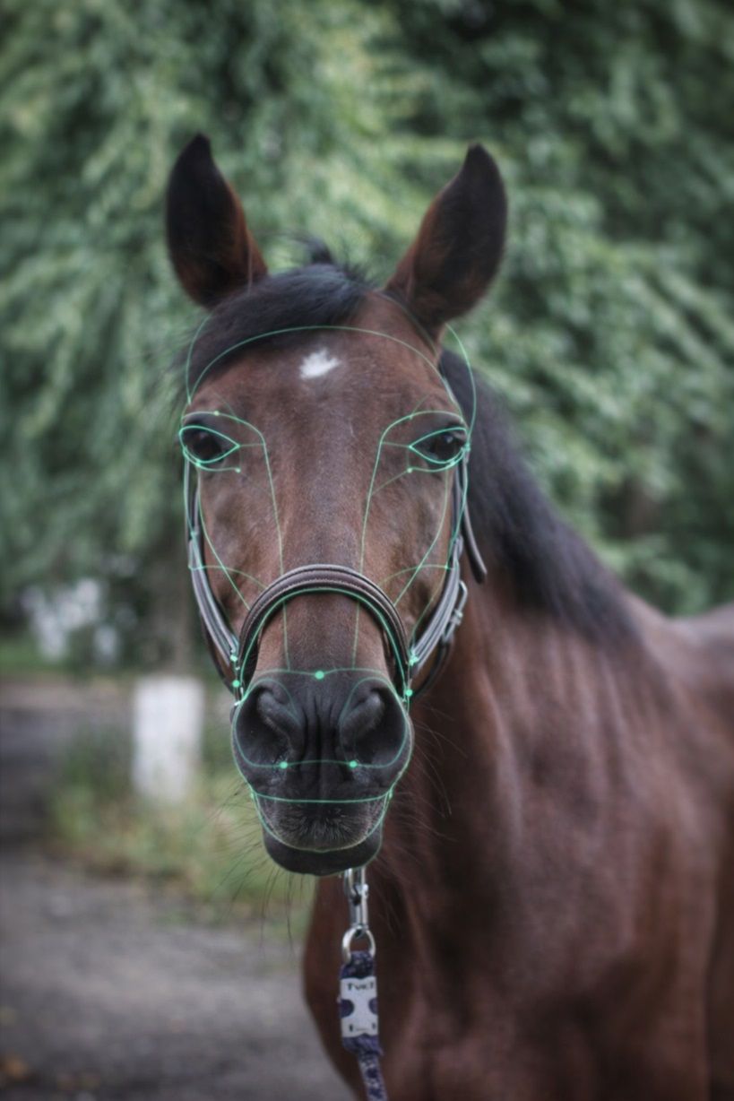 Создание биометрической базы на 10000 лошадей.jpg