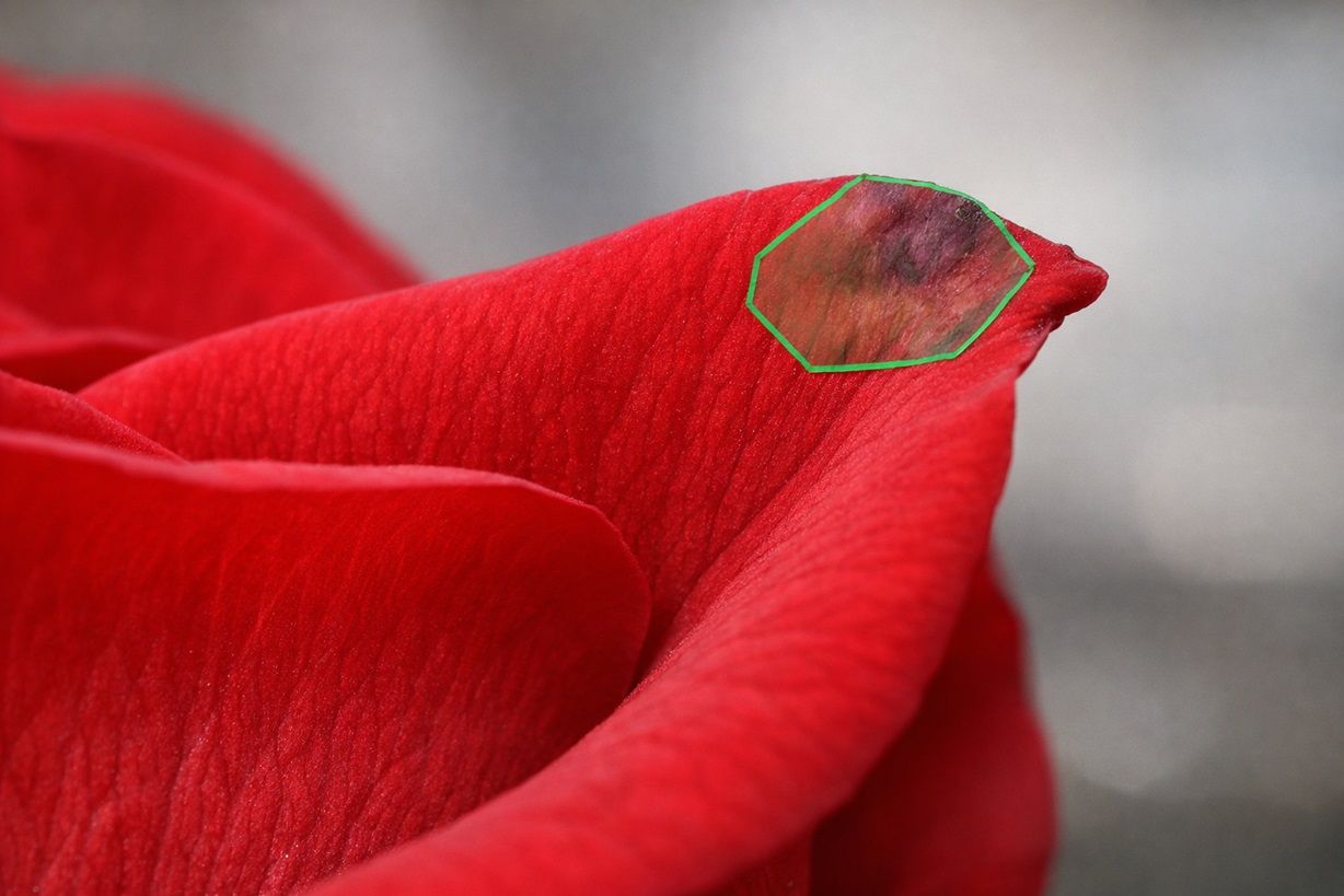 детектор роз как работает на конвейере.jpg