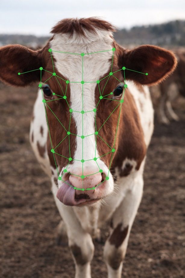 ии мониторинг здоровья коров-1.jpg