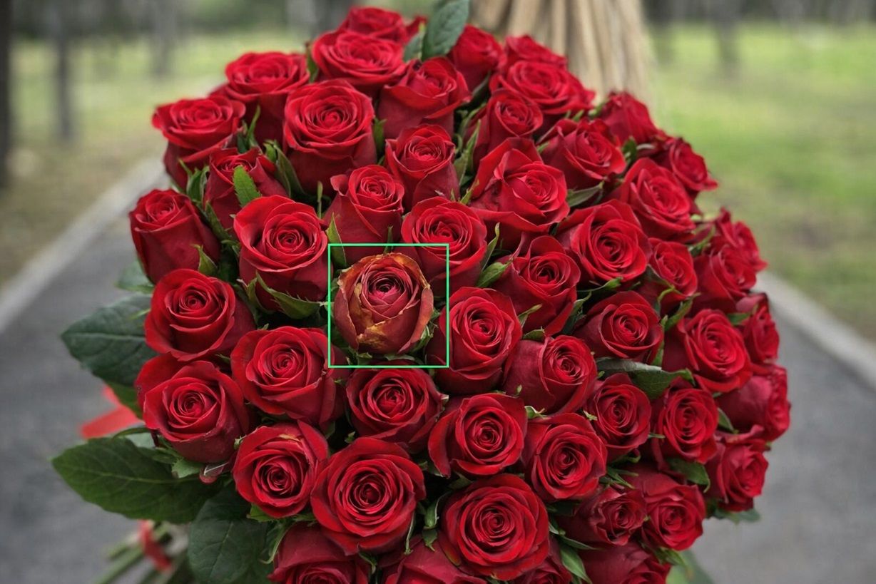 нейросеть отличает идеальную розу от бракованной.jpg